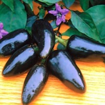 Black Plum Chili Pepper Seeds Gardening Easy Grow Usa Shipping - $7.97