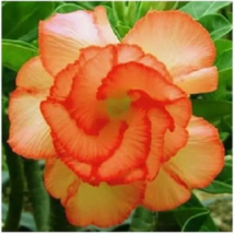 4 Orange Desert Rose Seeds Adenium Obesum Flower Perennial Flowers Seed - £13.57 GBP