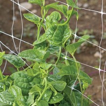 Berynita Store 50 Green Malabar Spinach Specialty Green Seeds Basella Ruba - £8.77 GBP