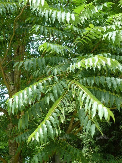Toona Sinensis Chinese Toon Tree 5 seeds Exotic USA Fast Shipping - $14.98