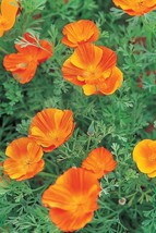 501 Mikado California Poppy Flower Seeds Easy Native Wildflower Garden Container - £9.55 GBP