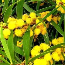 From Usa 10 Formosan Koa Tree Seeds (Acacia Confusa) Fast Growing Flowering Exot - £9.22 GBP