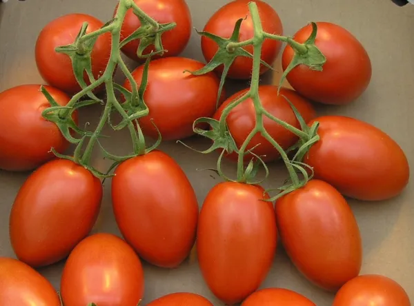50 Roma Italian Tomato Seeds Heirloom Non Gmo Harvest Fresh Garden - £5.35 GBP