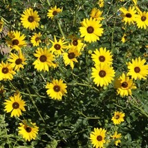 200 Prairie Sunflower Flower Seeds Helianthus Petiolaris USA Fast Shipping - $13.49