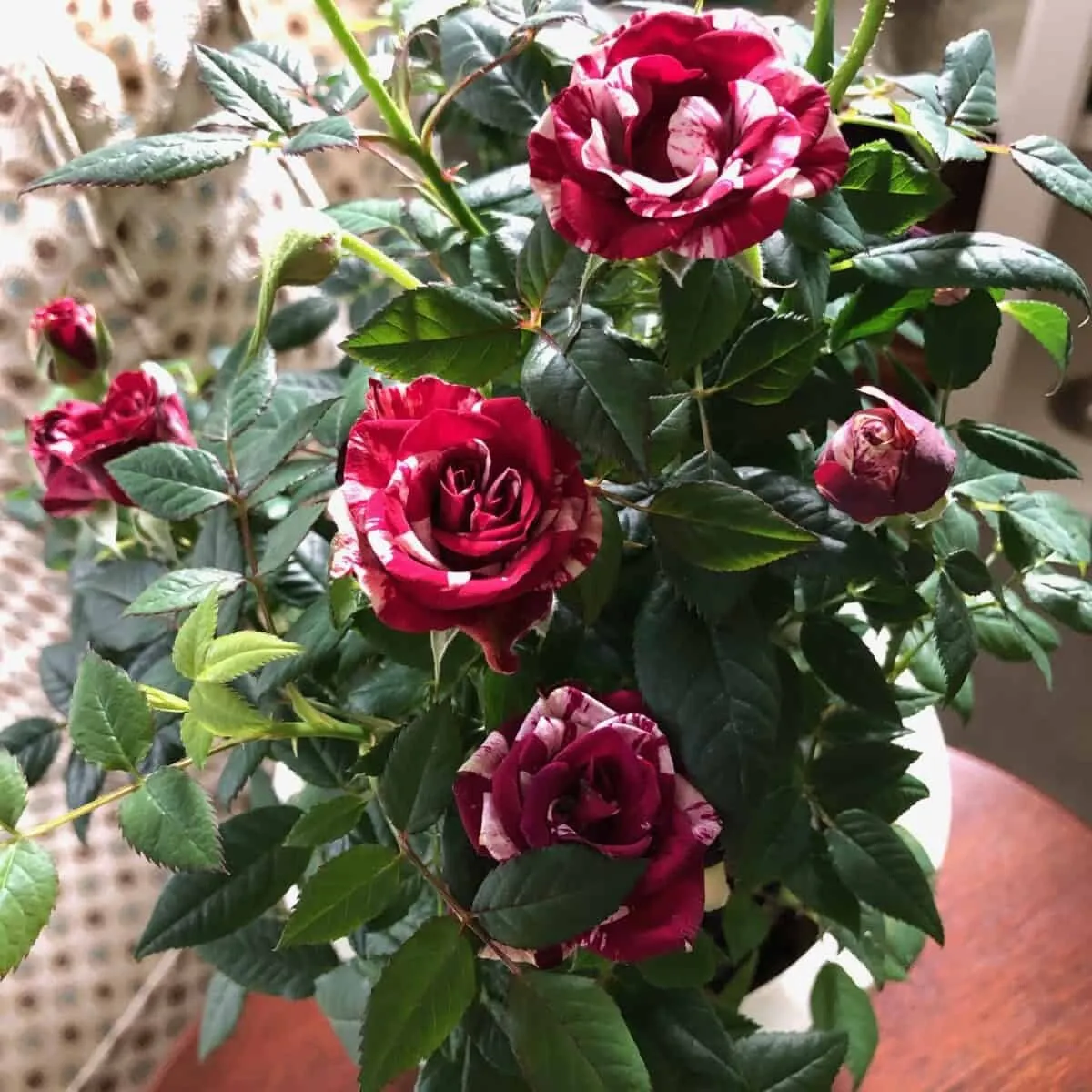 4 inch pot Variegated Miniature Red and White Gigi Rose Plant - £46.97 GBP