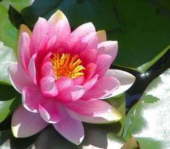 5 Bright Pink White Water Lily Flowers Seeds #STL17 - £14.37 GBP