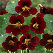 15 Seeds Nasturtium Black Velvet Flower Plant Garden - £6.67 GBP