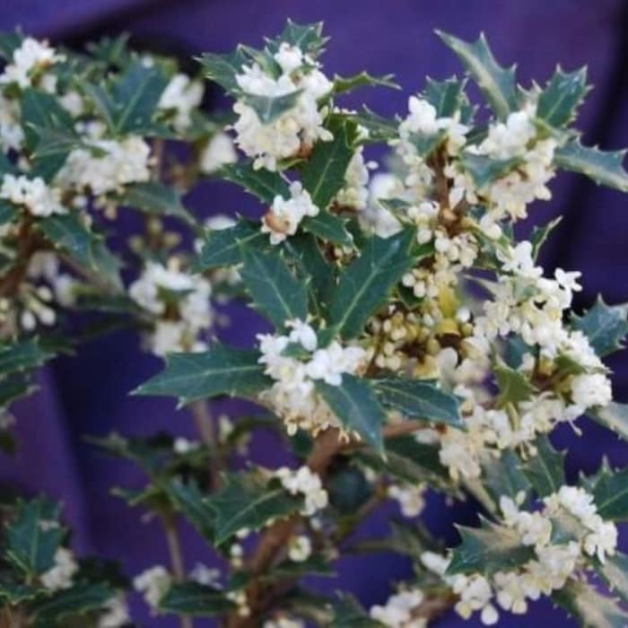 Fragrant Princess Dwarf Tea Olive Kaori Hime Osmanthus Live Plant 1 Qt ...