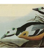 Steller&#39;s Eider Duck Bird 1946 Color Plate Print John James Audubon Natu... - $39.99