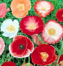 Double Shirley Poppy Flower Seeds 1000+ Annual Mixed Colors  - $4.14