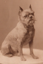 Vintage Atelier Lemkie Photograph postcard ca1900 Belgian Griffon Dog Po... - £29.56 GBP