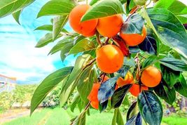 5 Japanese Persimmon Tree Seeds - £10.93 GBP
