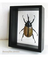 Real Dynastes Hyllus Moroni XXL Beetle Framed Entomology Double Glass Di... - $6,420.25 MXN