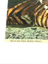 Vintage African Lion Safari at Rockton, Ontario. Tiger and Lion Cub. Travel Park - £3.10 GBP