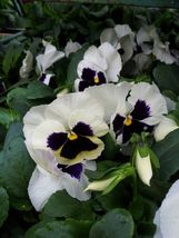 100 Pansy Seeds Majestic Giant Blue And White FLOWER SEEDS - Outdoor Living - £29.67 GBP