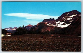 Postcard Glacier Lilies Logan Pass Summit Glacier National Park Montana - £3.53 GBP