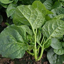 100 Seeds Malabar Spinach Big Round Leaf Basella alba - £10.92 GBP