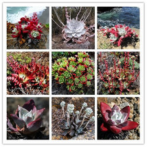 20 seeds Dudleya Mix Succulents Garden Plants - £20.29 GBP