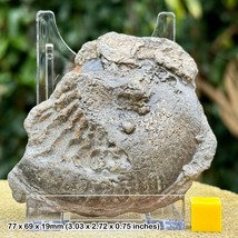 Stunning Oxynoticeras Pyrite Ammonite with Ammonite Cluster - Jurassic Coast - $23.08