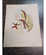 Lithograph Gould &amp; Richter Hullmandel &amp; Walton Hummingbirds Cometes Phaon - $61.79 CAD