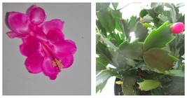 4&quot; Potted Plant Satin Beauty Christmas Cactus Schlumbergera Truncata - £67.93 GBP