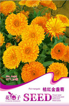 New Fresh Calendula Orange Pot Marigold Flower Seeds Pack 30 Seeds / Pack Annual - $3.73