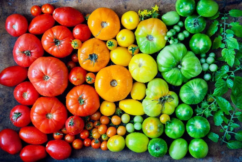 Heirloom Rainbow Mix Tomato Seeds 100+ Seeds to Grow Grow Mixed Colors o... - $13.10