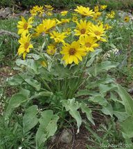 25 Seeds Balsam Root, Arrowleaf Balsamroot, Wild Sunflower - £10.22 GBP
