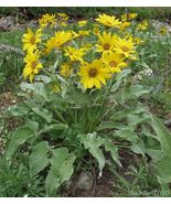 25 seeds balsam root, ARROWLEAF BALSAMROOT, wild sunflower - $13.00