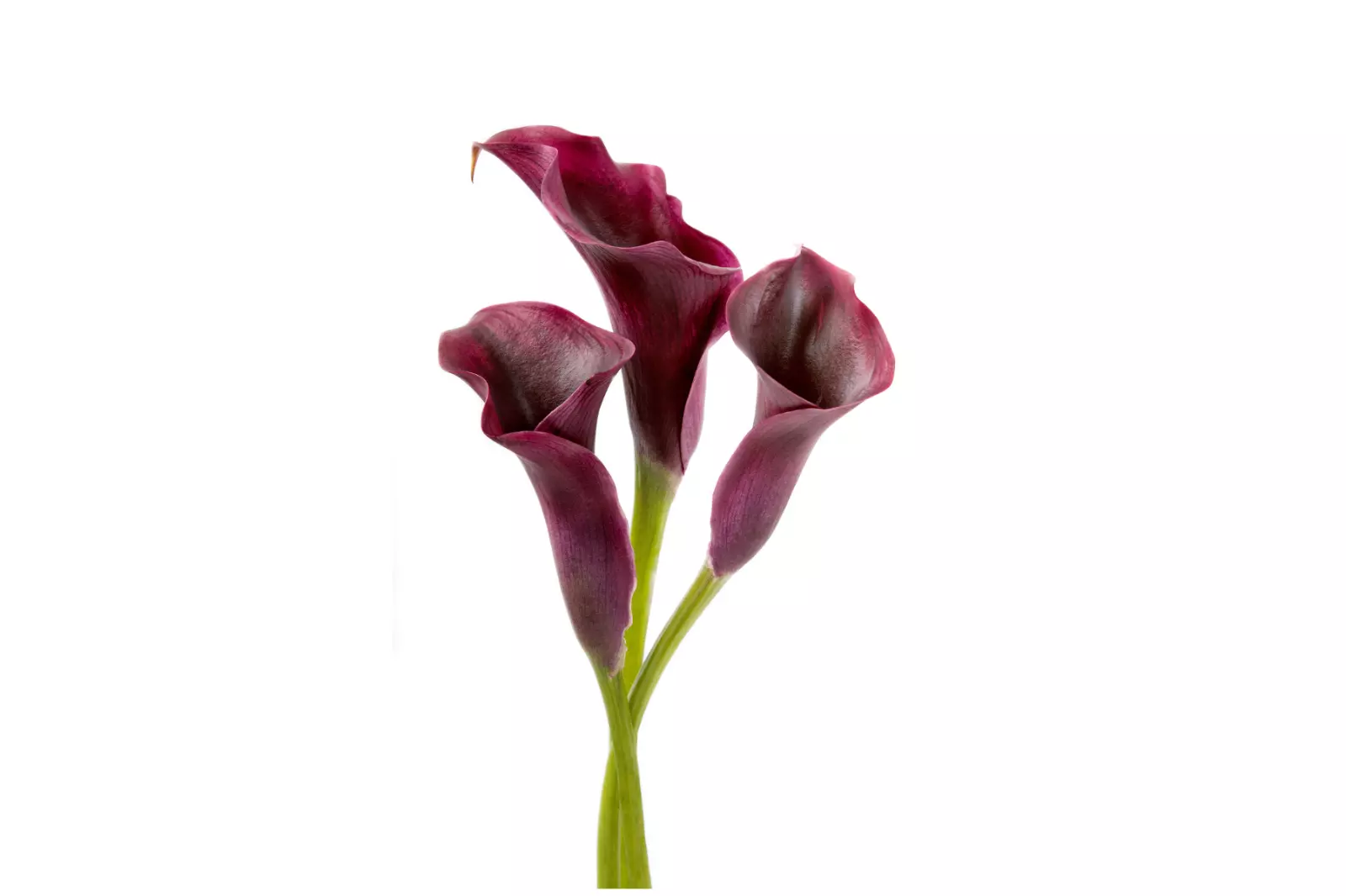 14/16 cm Bulb Schwartzwalder Calla Lily Bulb Soft amazing amber flame Item image 2