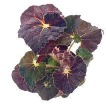 BubbleBlooms Harmony&#39;s Dark Purple Begonia Rex, Galaxy, with White Hairs, 4 inch - £14.78 GBP
