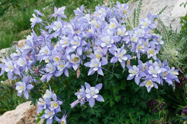 BStore 45 Seeds Blue Rocky Mountain Columbine Aquilegia Caerulea Flower - £7.47 GBP