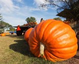 5 Ct Dill&#39;S Atlantic Giant Pumpkin Seeds Heirloom World Record Non Gmo F... - $8.99