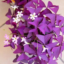 US Seller Oxalis Seeds 20 Red Oxalis Seeds Shamrock Wood Sorrel Creeping Oxalis  - £8.92 GBP