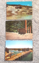 Yellowstone Grand Canyon Jumbo Postcard Lot 3 1950s 6.5&quot;X9&quot; Fishing Bridge Bears - £7.34 GBP