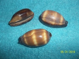 sea shell Talpa Cowrie 2 plus inches craft or aquarium lot of 3 very nice - $6.64