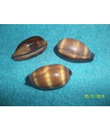 sea shell Talpa Cowrie 2 plus inches craft or aquarium lot of 3 very nice - £5.24 GBP