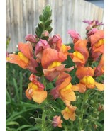 300 Seeds Snapdragon Tall Orange Rocket Bronze Annual GiftFrom US - £6.51 GBP