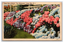 Hydrangia Flowers in Garden Cape May New Jersey NJ Linen Postcard N25 - £2.30 GBP