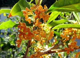 Osmanthus Fragrans Sweet Tea Olive Evergreen Shrub Fresh Seeds - £23.66 GBP