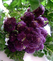 50 Purple Sprouting Broccoli Seeds 65 Days Seedsgarden Beautiful USA Seller - £16.02 GBP