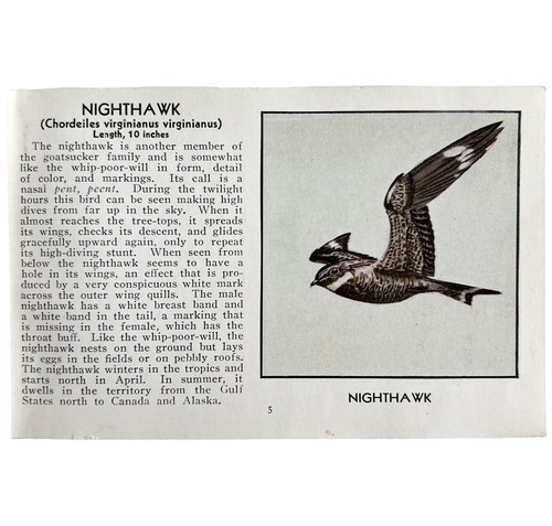 Nighthawk Bird Print 1931 Blue Book Birds Of America Antique Art PCBG13A - $19.99
