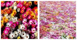 2000 Seeds Daisy Ice Plant Livingstone Mix Dwarf 5&quot; Groundcover Flower Garden - £12.64 GBP