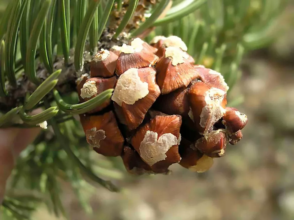Blue Needled Pinyon Pine Pinus 10 seeds - £4.23 GBP