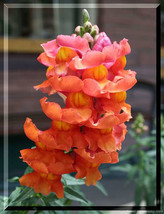 250 Orange Wonder Snapdragon Antirrhinum Majus Flower Seeds Fresh Garden - £6.54 GBP