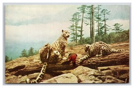 Snow Leopard Natural History Museum Chicago IL UNP Chrome Postcard Q24 - £2.34 GBP