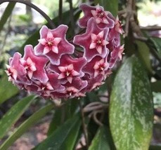 Hoya Pubicaly Splash in a 4 inch pot. A climbing plant with waxy flowers! - £15.14 GBP