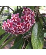 Hoya Pubicaly Splash in a 4 inch pot. A climbing plant with waxy flowers! - €16,34 EUR