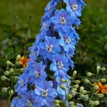 50 Million Dollar Sky Delphinium Seeds Perennial Flower Garden Seed Flowers 794 - £6.95 GBP