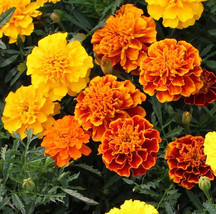 Petite Mix French Marigold Seeds Dwarf Sparky Flower Seed Fast Shipping - £4.67 GBP